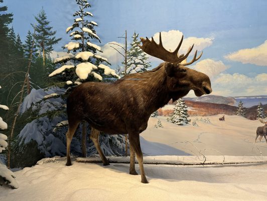 Canadian Museum of Nature / Musée canadien de la nature by null