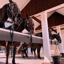 AAA Buggy Rides - Tacked up and ready for your next buggy ride tour!