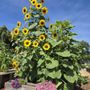 Photo of Sylvan Ranch Community Garden