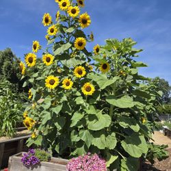 Sylvan Ranch Community Garden