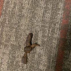 KB Countertops - Largo - Alejandro brought his dog with him and the dog pooped inside my house. They didn't even pick it up. Strongly suggest avoiding these people!