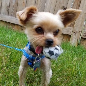 Let's Talk Yorkie - Ollie at 3 years old - Fetch is still my favorite! - Pet Breeders Near Me