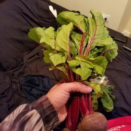 a hand holding a bunch of beets a hand holding a bunch of beets