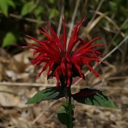 Ocean County Park - Found along parking lot near large bench area with lake