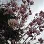 九龍仔公園
