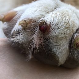 Paw finger cut off and bleeding Paw finger cut off and bleeding