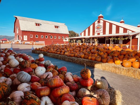 The Pumpkin Patch on Sauvie Island, Portland's original by null