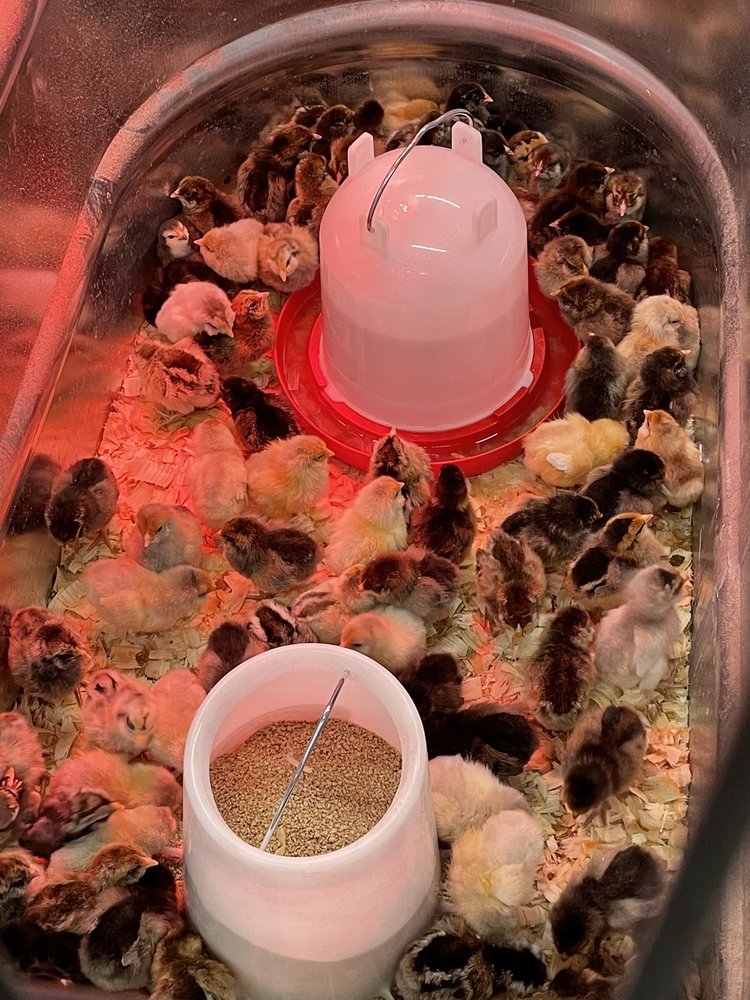 TRACTOR SUPPLY Updated August 2024 7437 Washington Memorial