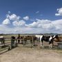 Photo of Stockton’s Plum Creek Stables