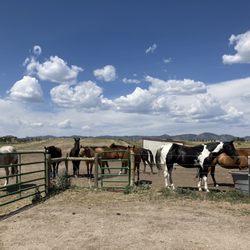 Stockton’s Plum Creek Stables
