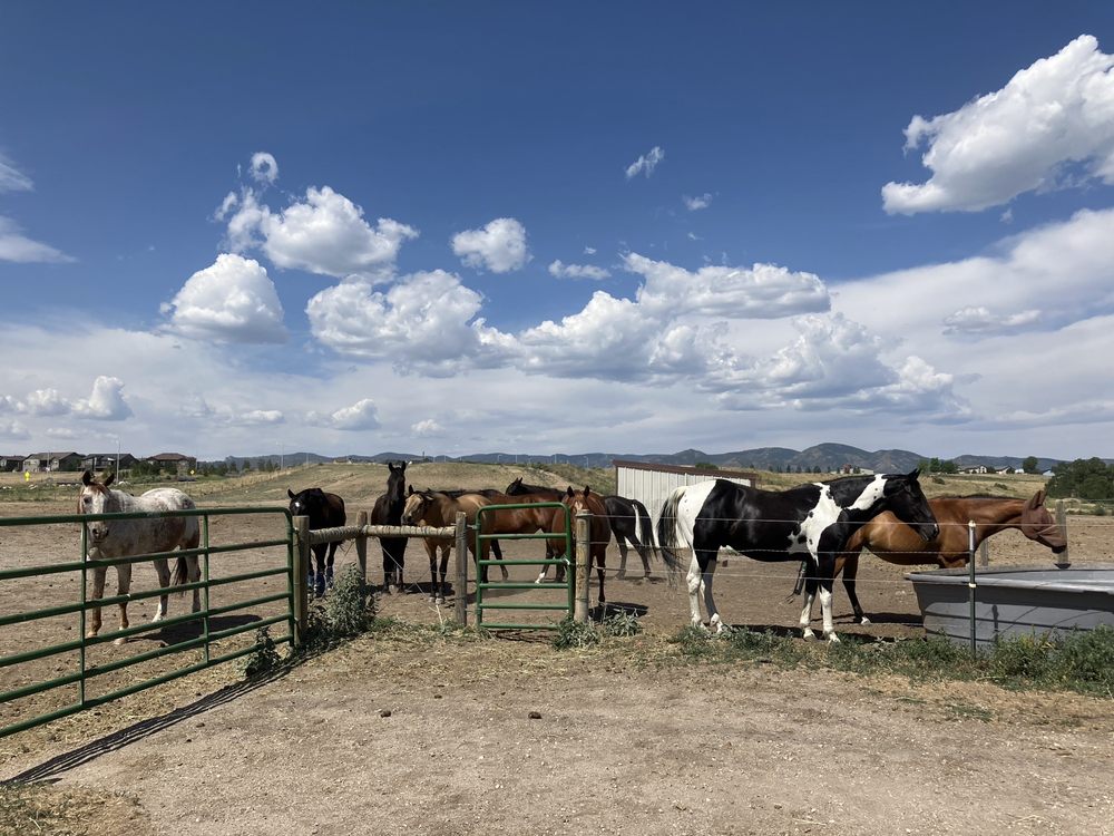 Stockton’s Plum Creek Stables - equestrian in Littleton, CO