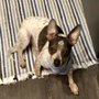 Photo of Paws & Play Pet Resort
