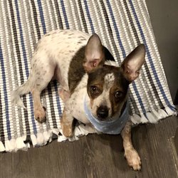 Paws & Play Pet Resort