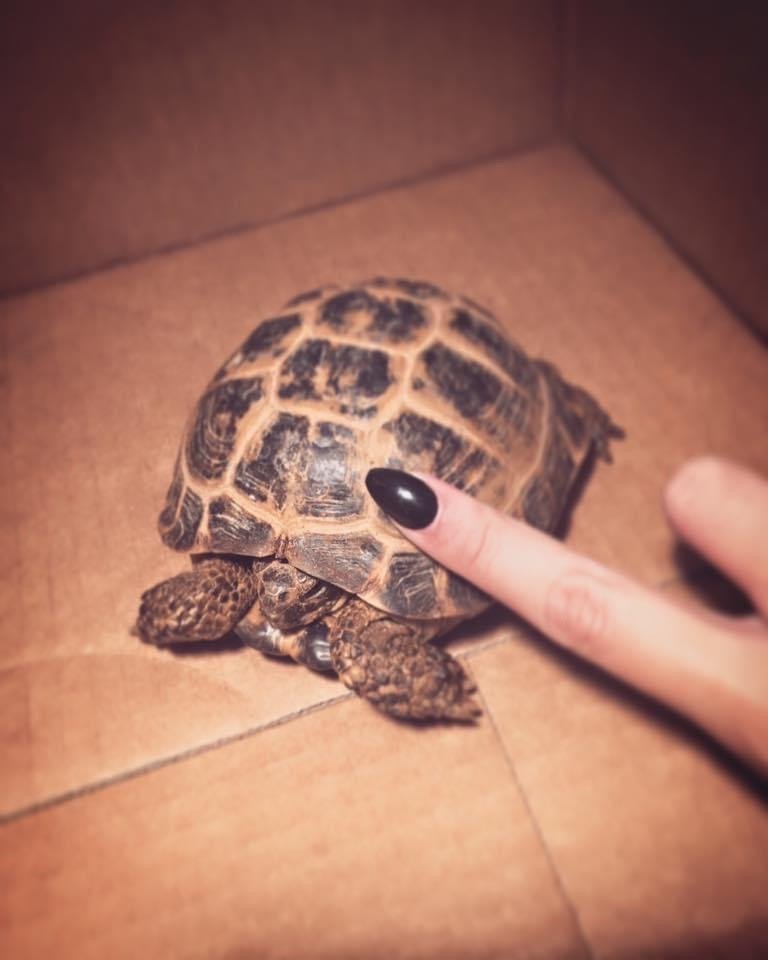 CAPRI PLAZA PET CLINIC 16 Photos & 75 Reviews 19582 Ventura Blvd