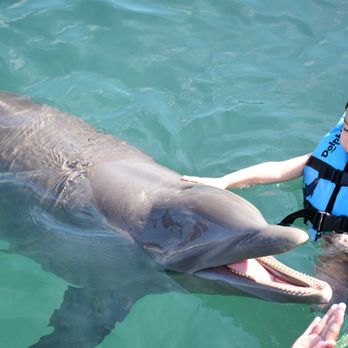 Dolphin Discovery Costa Maya - Swimming with the dolphins @ Dolphin Discovery in Costa Maya!!! - Water Parks Near Me - Mahahual, ROO