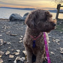 Log Boom Park - Beautiful scenery at Logboom