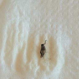 Flea / bug