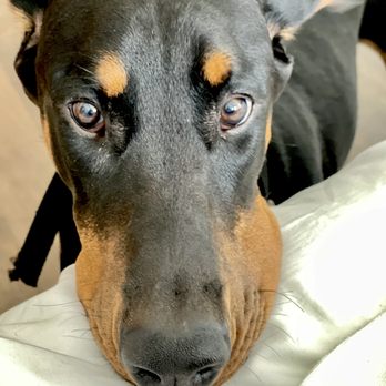 Breyers' Canine Academy - Pet Training Near Me