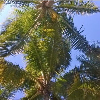 Kon -Tiki Resort - My view from the hammock - Resorts Near Me - Islamorada, Florida Kon -Tiki Resort - My view from the hammock - Resorts Near Me - Islamorada, Florida