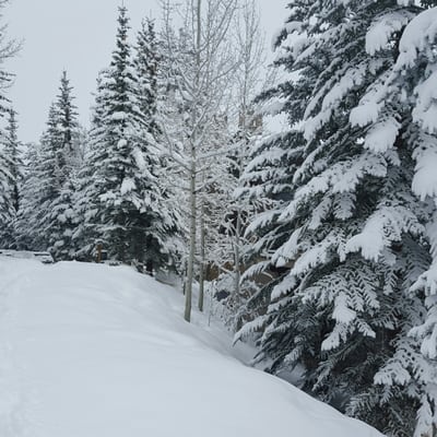 The Pines Lodge by null