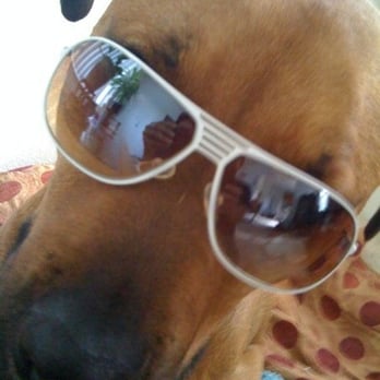 Bow Wow Ventures - Cosi in Shasta's care. - Dog Walkers Near Me