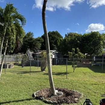 CSD Tree And Land - Landscaping Near Me - Miami, Florida CSD Tree And Land - Landscaping Near Me - Miami, Florida