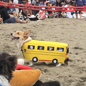 Corgi Con - Corgi bus! - Festivals Near Me - San Francisco, California Corgi Con - Corgi bus! - Festivals Near Me - San Francisco, California