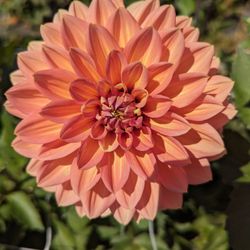Vallejo Street Dahlias - Dahlias!