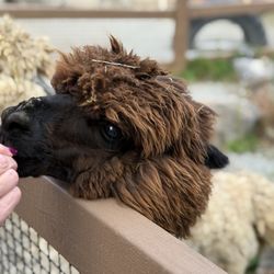 Living Treasures Animal Park - Llama