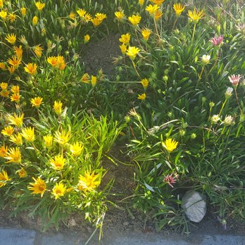 Gopher Removal and Pest Control - Catch - Chewed up my pretty Garzanias - Wildlife Control Near Me Gopher Removal and Pest Control - Catch - Chewed up my pretty Garzanias - Wildlife Control Near Me