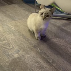 Windrunner Pets