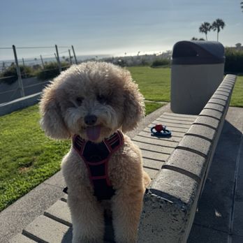 PJ Noah PetSalon - Costa Mesa - Haircut - Pet Groomers Near Me - Costa Mesa, California