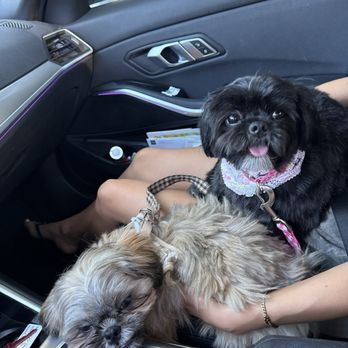 Happy Hapoo Pet Services - After! - Pet Groomers Near Me - West Hills, California