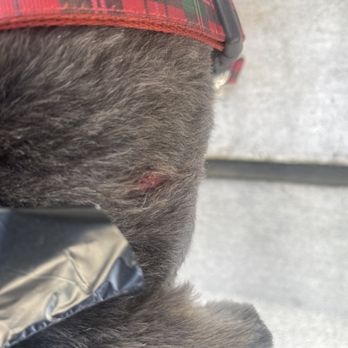 Starstruck Grooming Salon - Cut on the back of the neck. - Pet Groomers Near Me - Corona, California Starstruck Grooming Salon - Cut on the back of the neck. - Pet Groomers Near Me - Corona, California