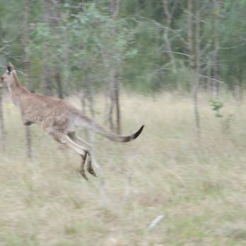 Spicers Vineyards Estate - Look fast, they guys are everywhere in the trees but get close and they are not fond of having their picture taken! - Hotels Near Me - Pokolbin, NSW