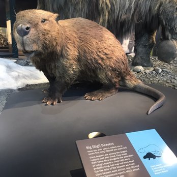 Bell Museum - Big beaver on 2nd floor - Museums Near Me - Saint Paul, Minnesota Bell Museum - Big beaver on 2nd floor - Museums Near Me - Saint Paul, Minnesota