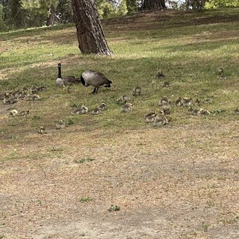 Woodward Park - tons of baby geese - Parks Near Me - Fresno, California Woodward Park - tons of baby geese - Parks Near Me - Fresno, California