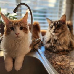 Majestic Maine Coons