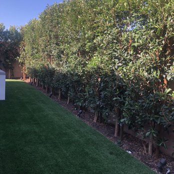 Melendez Tree Service - After - Tree Services Near Me - Corona, California Melendez Tree Service - After - Tree Services Near Me - Corona, California