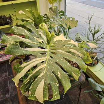 BetterGrow Hydro - Hydroponics Near Me - Pasadena, California BetterGrow Hydro - Hydroponics Near Me - Pasadena, California