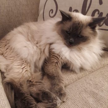 Paw Minders Plus Pet Sitters - Pet Sitting Near Me - Henderson, Nevada Paw Minders Plus Pet Sitters - Pet Sitting Near Me - Henderson, Nevada