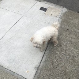 a cute puppy a cute puppy