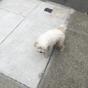 Taco Bell - a cute puppy - Fast Food Near Me - San Francisco, California Taco Bell - a cute puppy - Fast Food Near Me - San Francisco, California