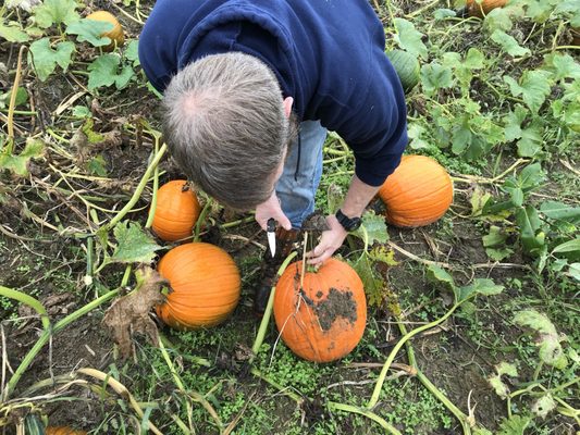 Clarke's Family Farm by null