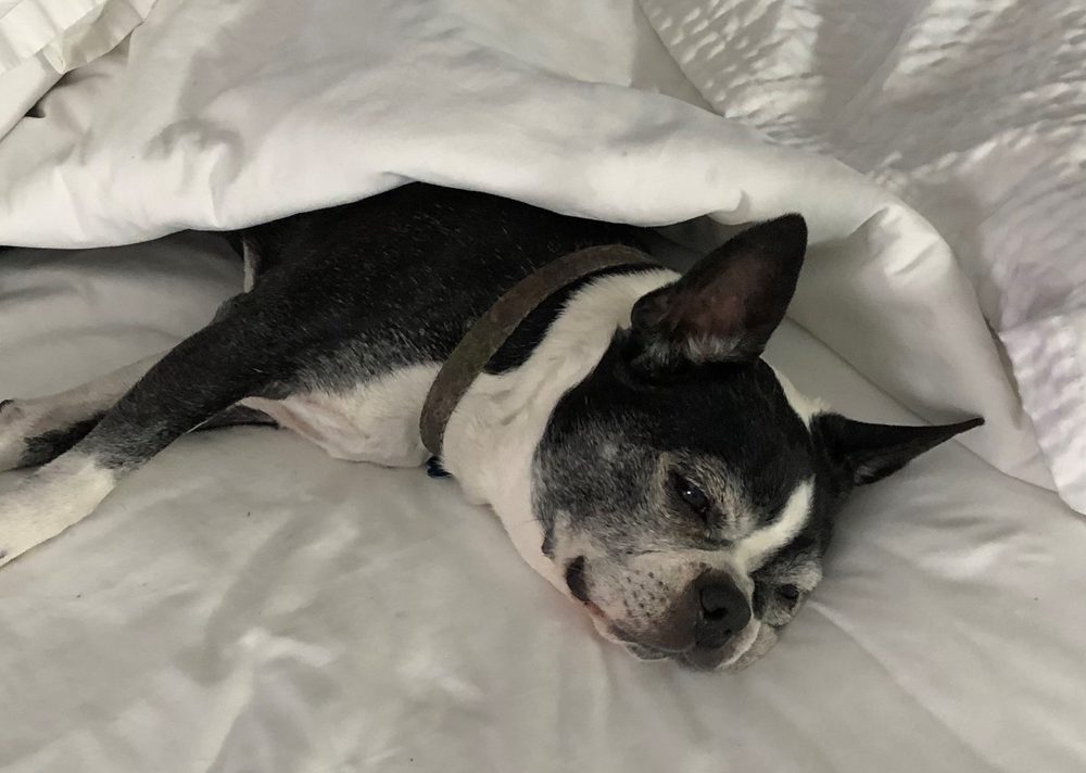 MICANOPY ANIMAL HOSPITAL Updated August 2024 13 Reviews 306 NE