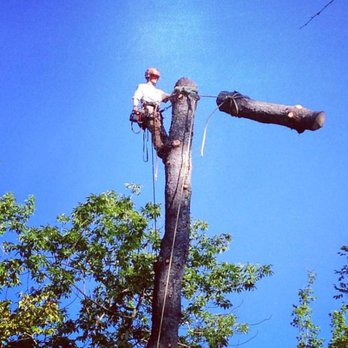 603 Tree Care - Lowering big wood logs to the ground. - Tree Services Near Me - Wolfeboro, New Hampshire