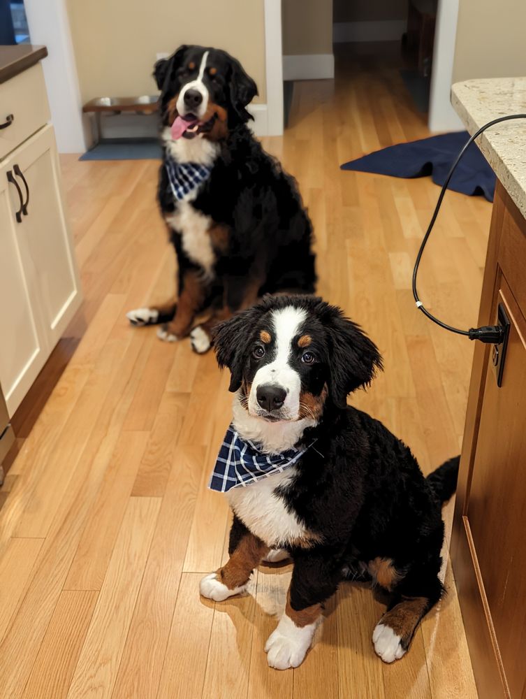 DIRTY DOGS MOBILE GROOMING Updated September 2024 45 Photos