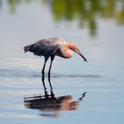 Black Point Wildlife Drive
