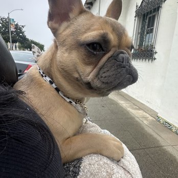 Pretty Little Pup Grooming - All done - Pet Groomers Near Me - Ontario, California