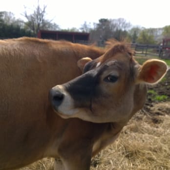Frying Pan Farm Park - According to ancient history books this appears to be what they call a "cow". - Parks Near Me - Herndon, Virginia Frying Pan Farm Park - According to ancient history books this appears to be what they call a "cow". - Parks Near Me - Herndon, Virginia